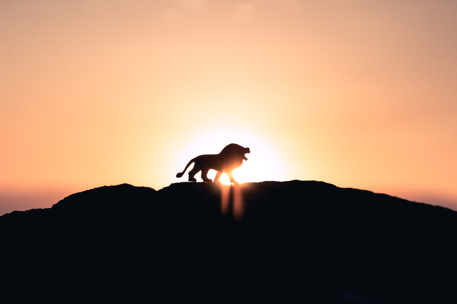 Lion majestueux sur une montagne, avec un coucher de soleil en arrière-plan, illustrant la puissance et l'inspiration de la création de contenu
