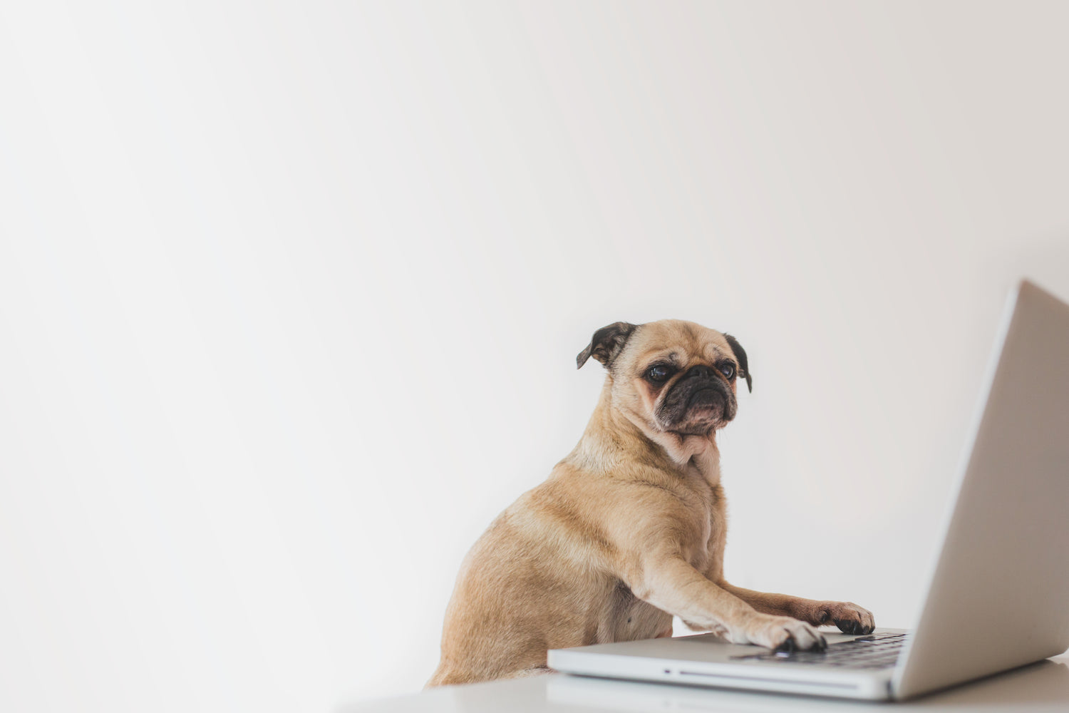 Petit chien assis devant un ordinateur portable, symbolisant de manière ludique la création de contenu